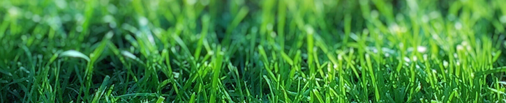 gras